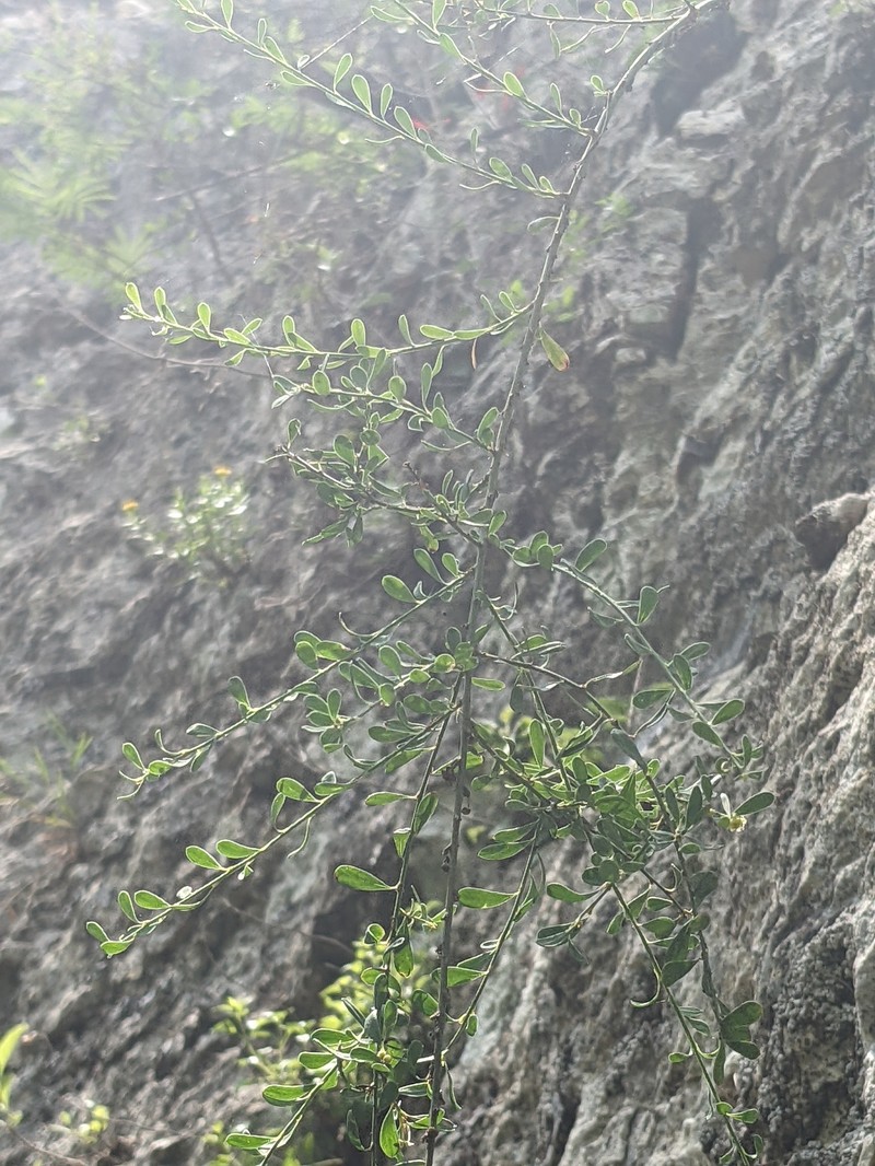 Texas Greasebush