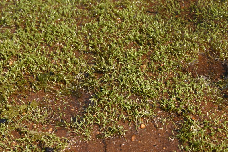 Mudmats photo 6