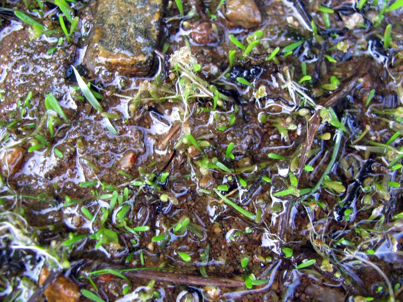 Mudmats photo 7