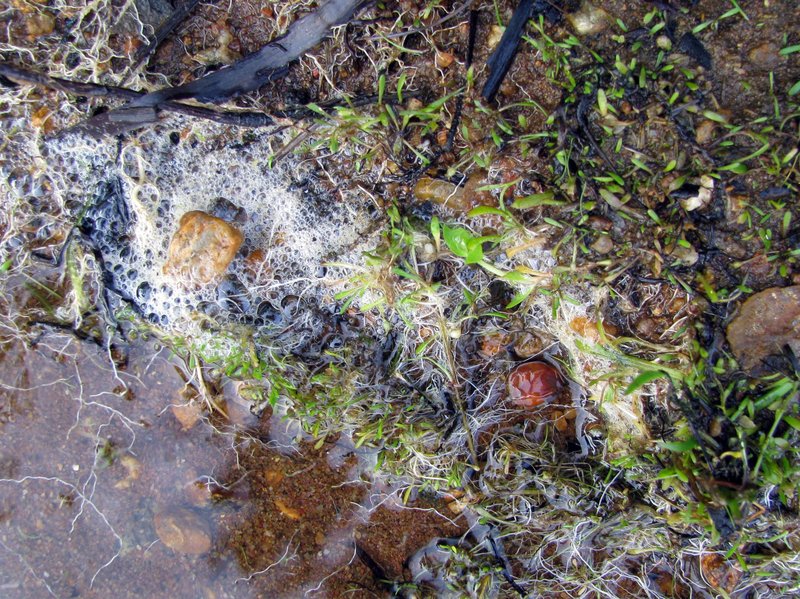 Mudmats photo 8