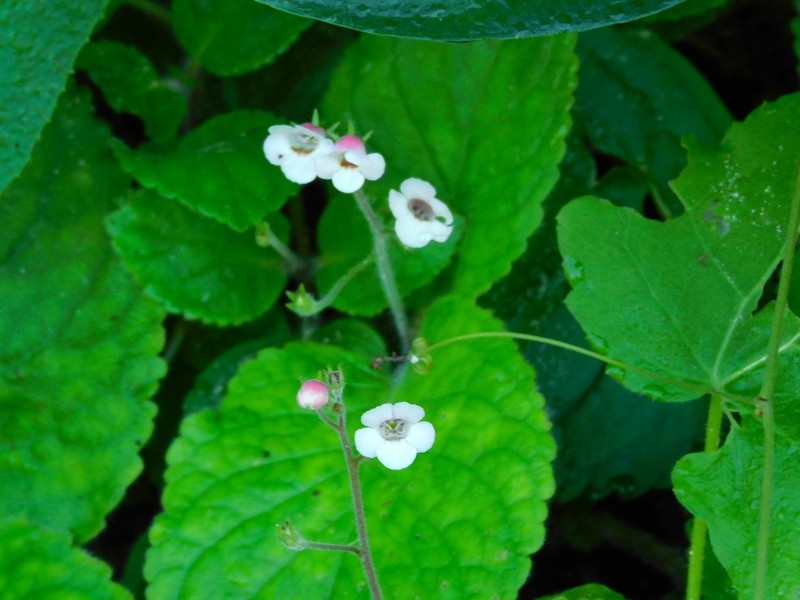 Gloxinia major