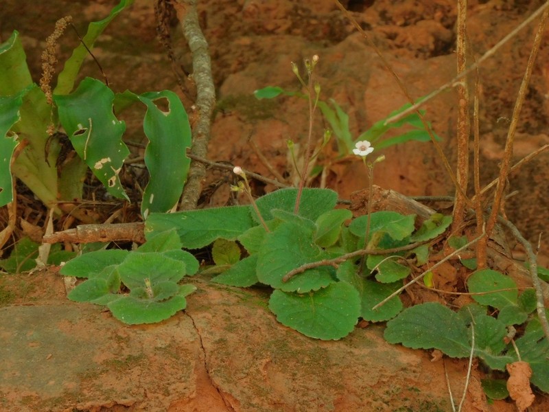 Gloxinia major photo 2
