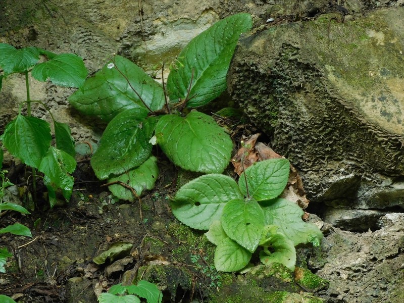 Gloxinia major photo 3