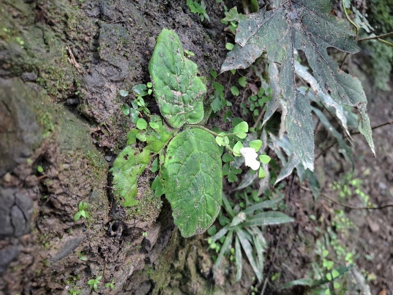 Gloxinia major photo 4