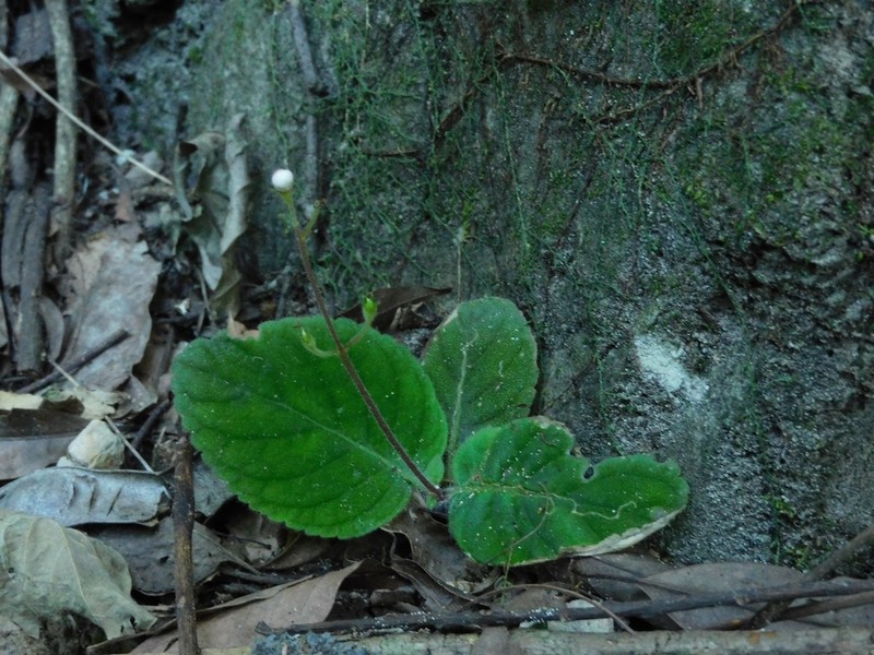 Gloxinia major photo 5
