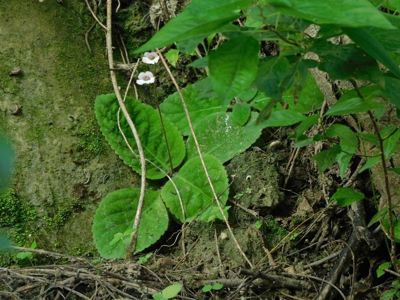 Gloxinia major photo 7