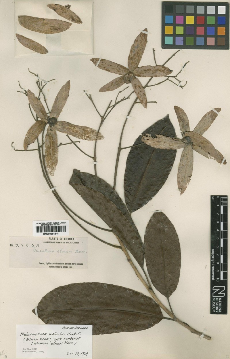 Gluta wallichii subsp. wallichii