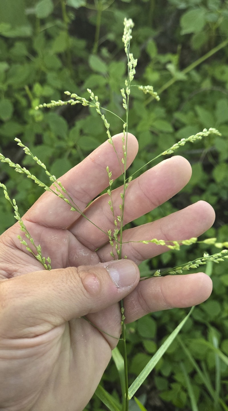 Glyceria × ottawensis