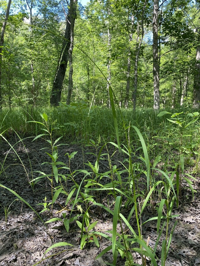Arkansas Mannagrass photo 5
