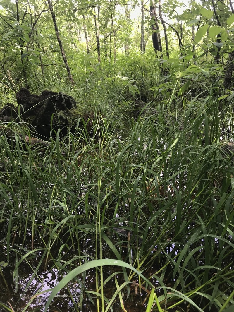 Arkansas Mannagrass photo 6