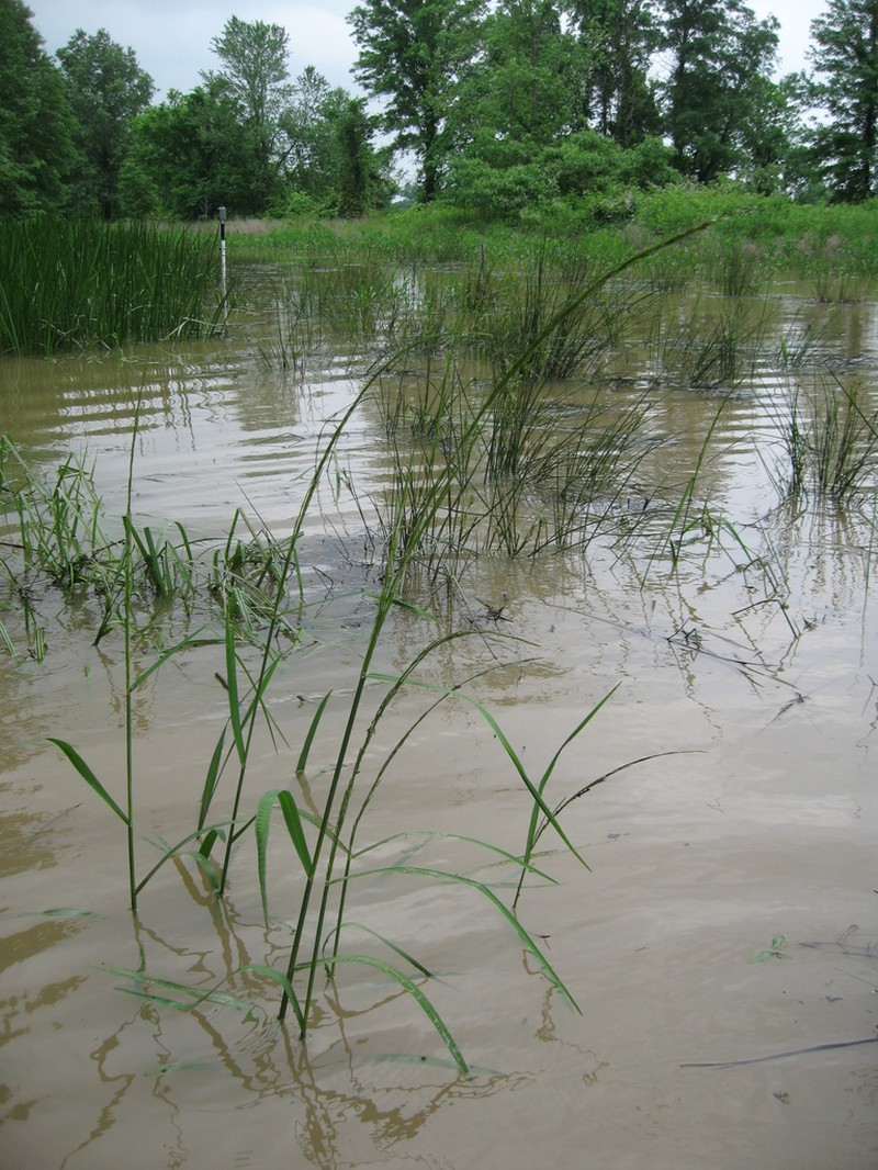 Arkansas Mannagrass photo 8