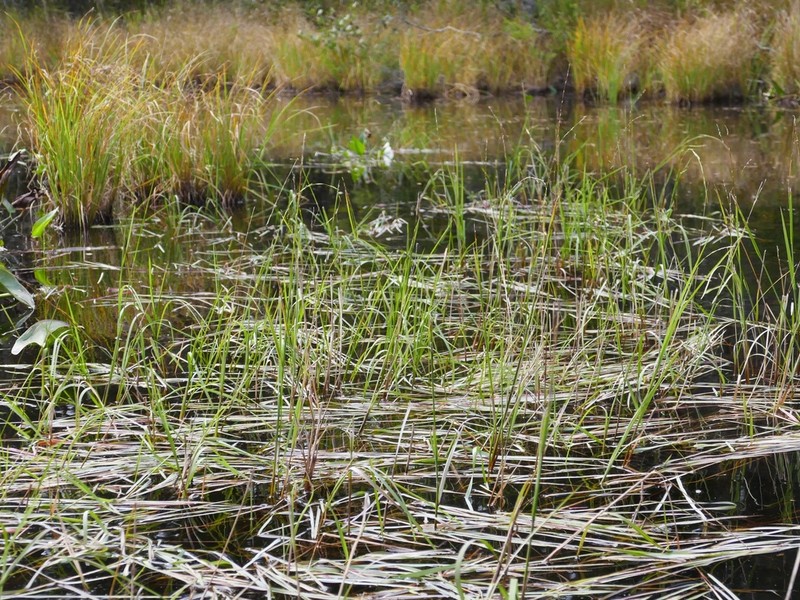 Small Floating Mannagrass