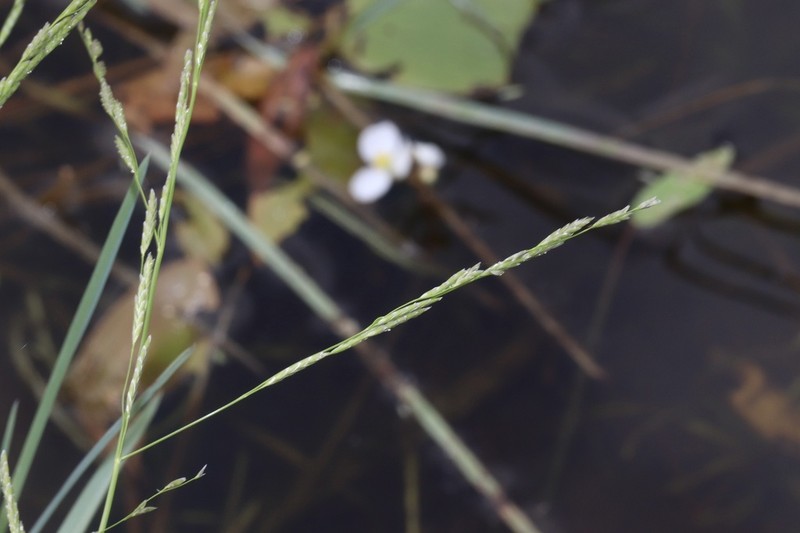 Small Floating Mannagrass photo 5