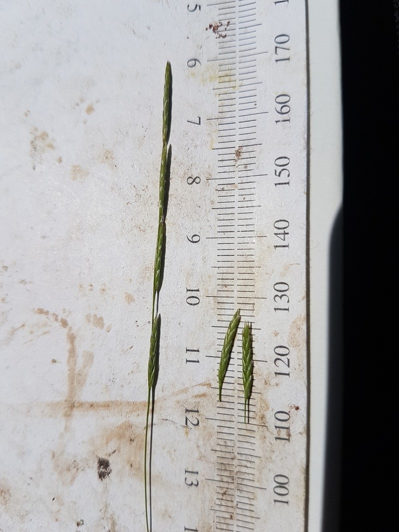 Small Floating Mannagrass photo 8