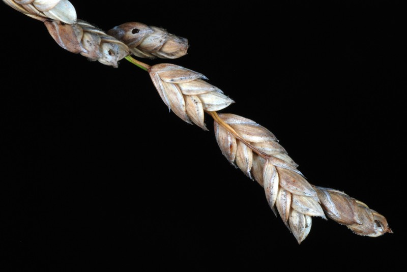 Rattlesnake Mannagrass photo 4
