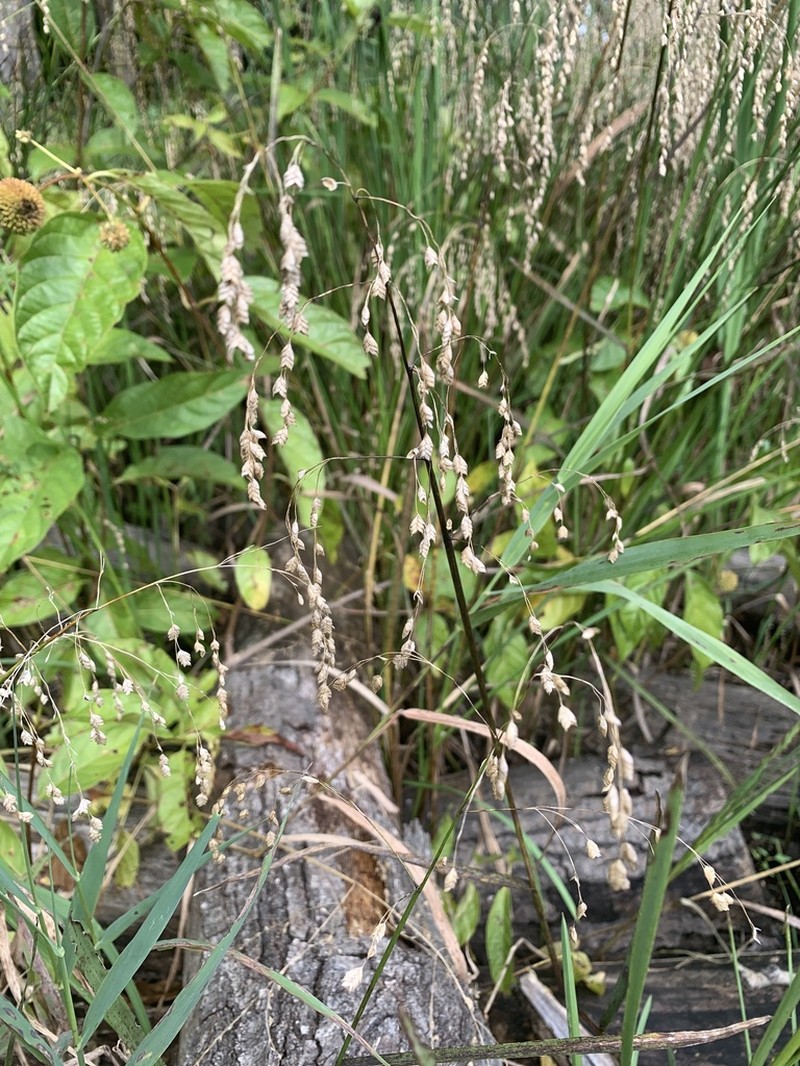 Rattlesnake Mannagrass photo 6