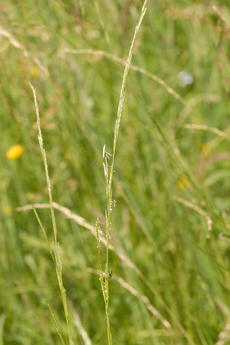 Waxy Mannagrass photo 4