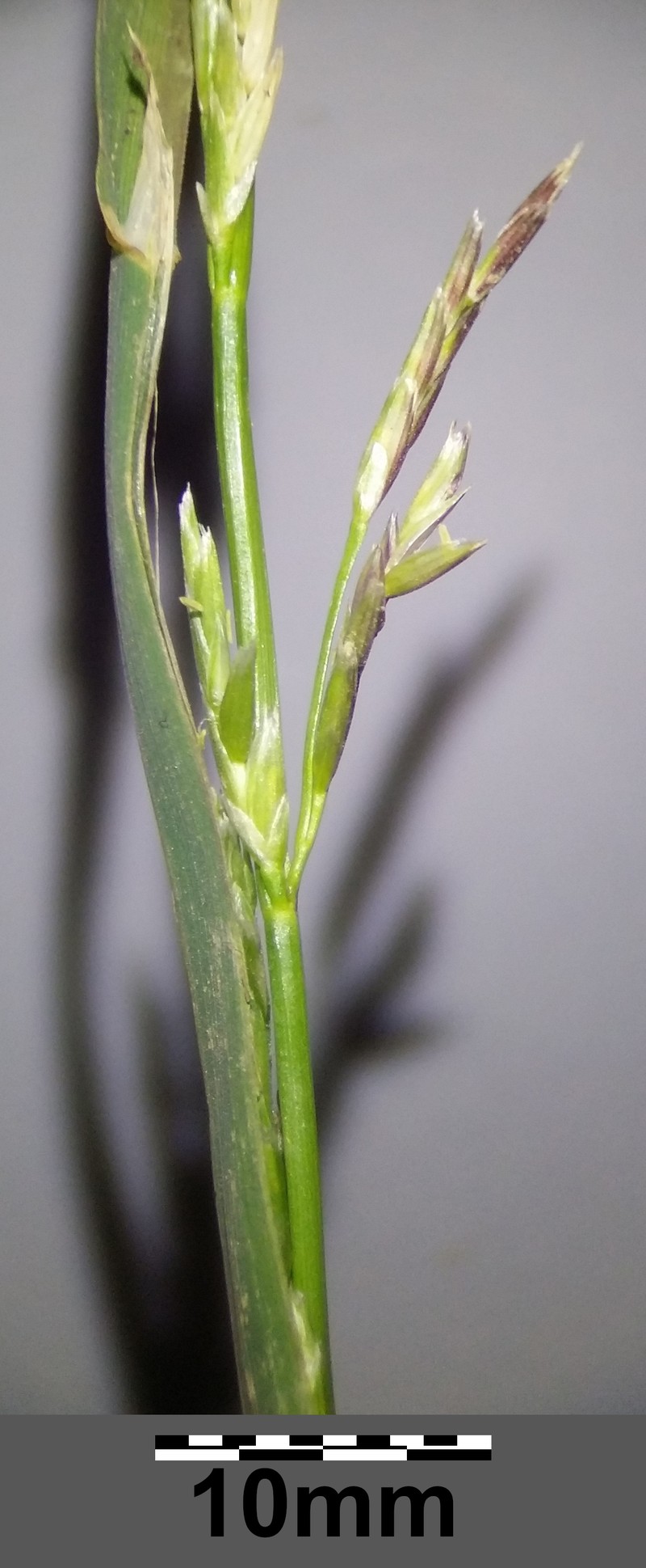 Waxy Mannagrass photo 7