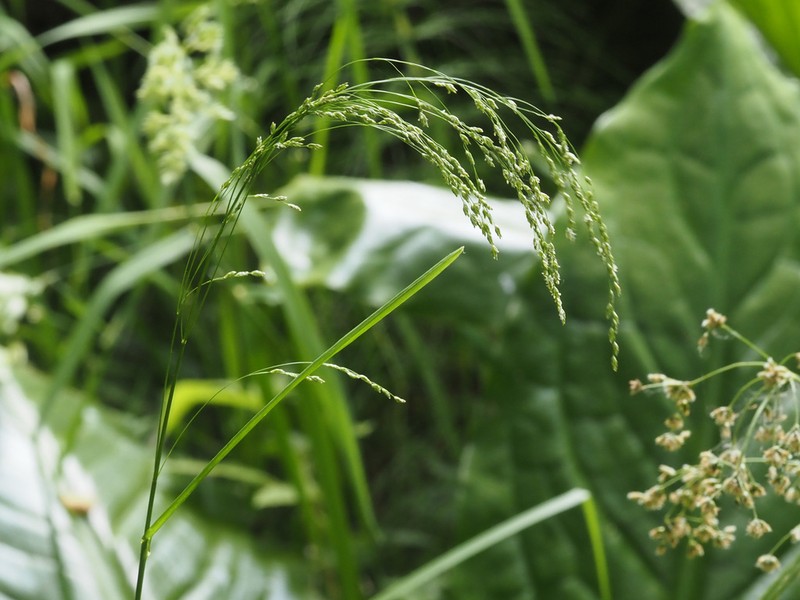 Glyceria elata