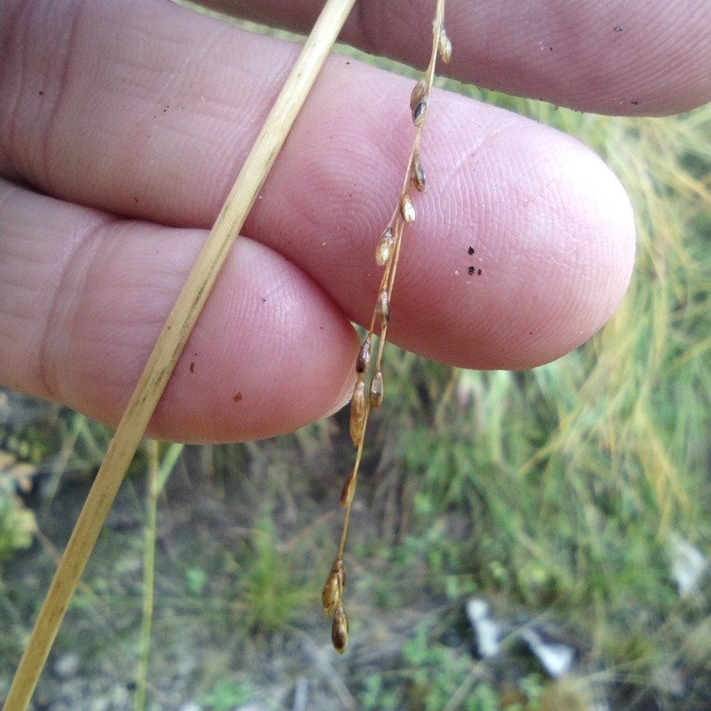 Glyceria elata photo 2