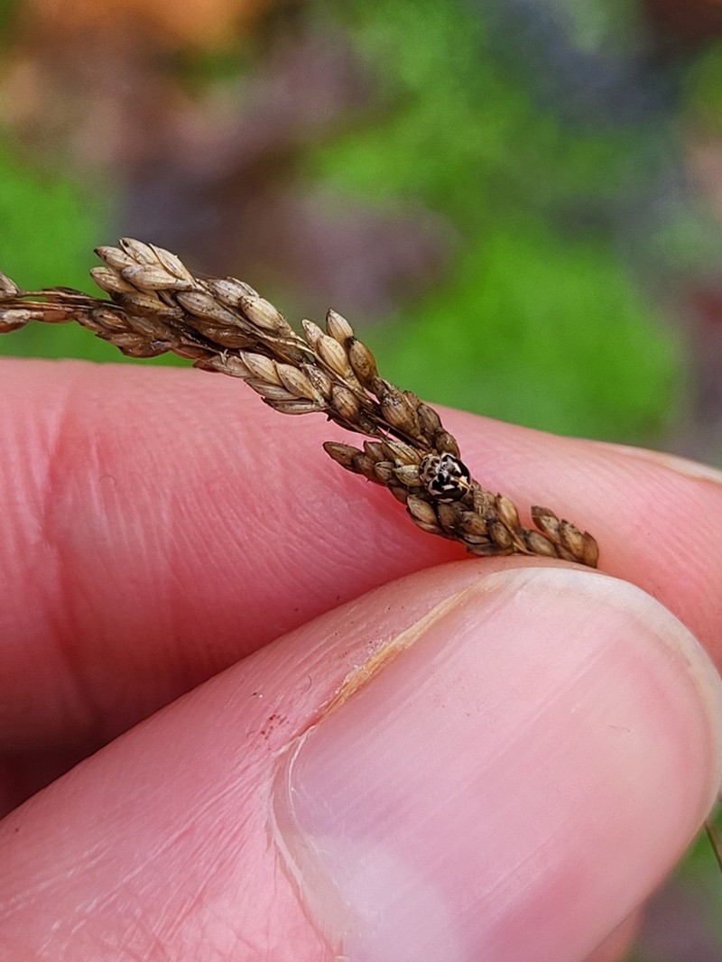 Glyceria elata photo 3