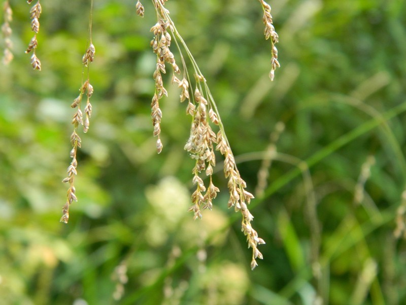 Glyceria elata photo 6