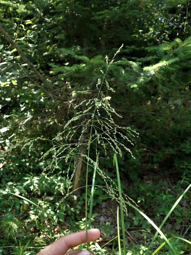 Limp Mannagrass photo 7