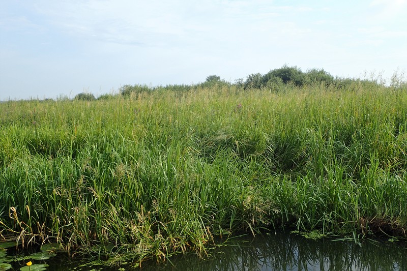 Reed Mannagrass photo 4