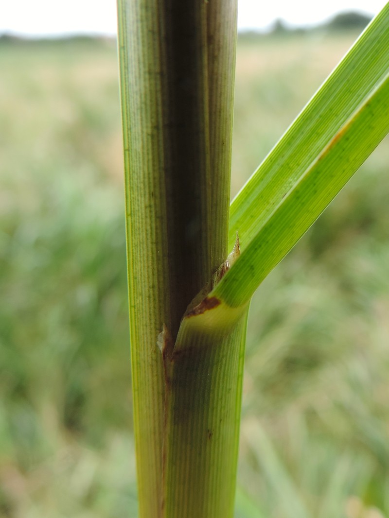 Reed Mannagrass photo 5