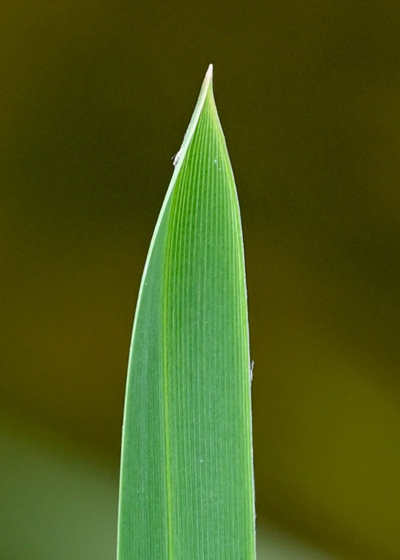 Reed Mannagrass photo 7