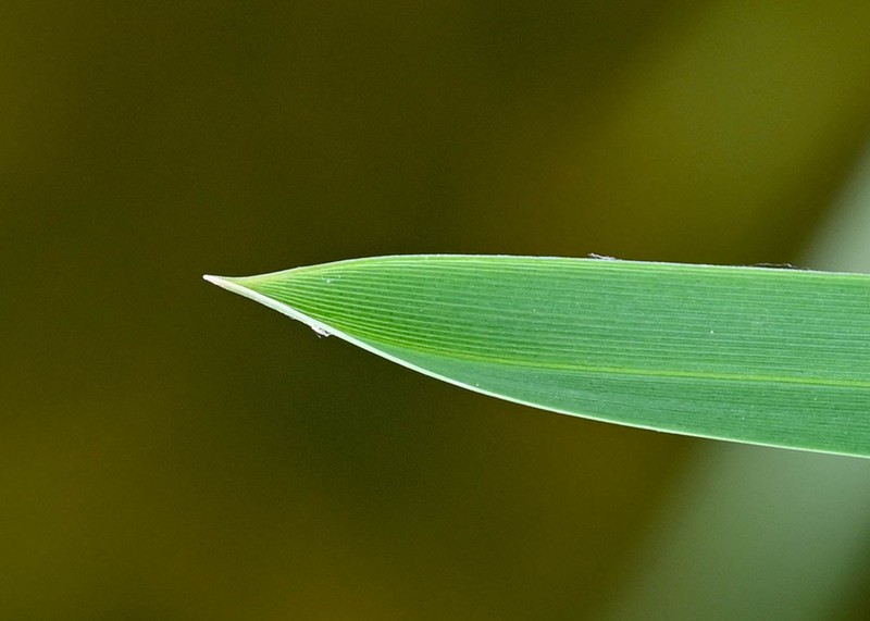 Reed Mannagrass photo 3