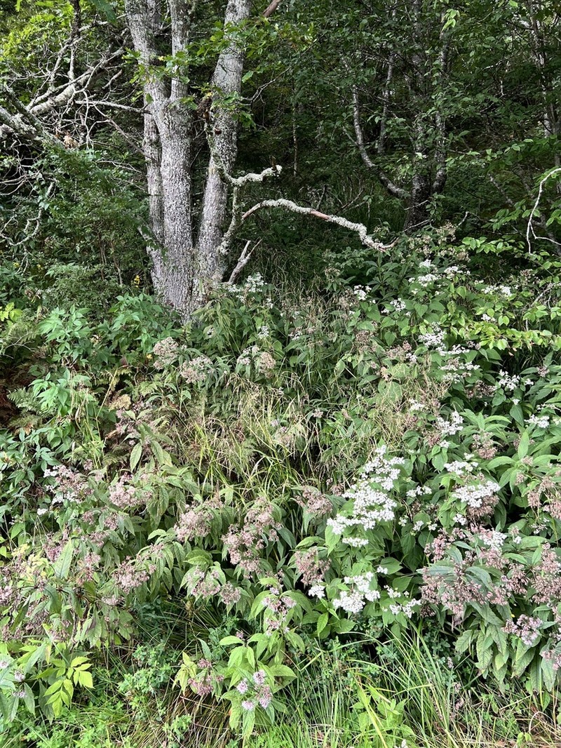 Great Smoky Mountain Mannagrass photo 5