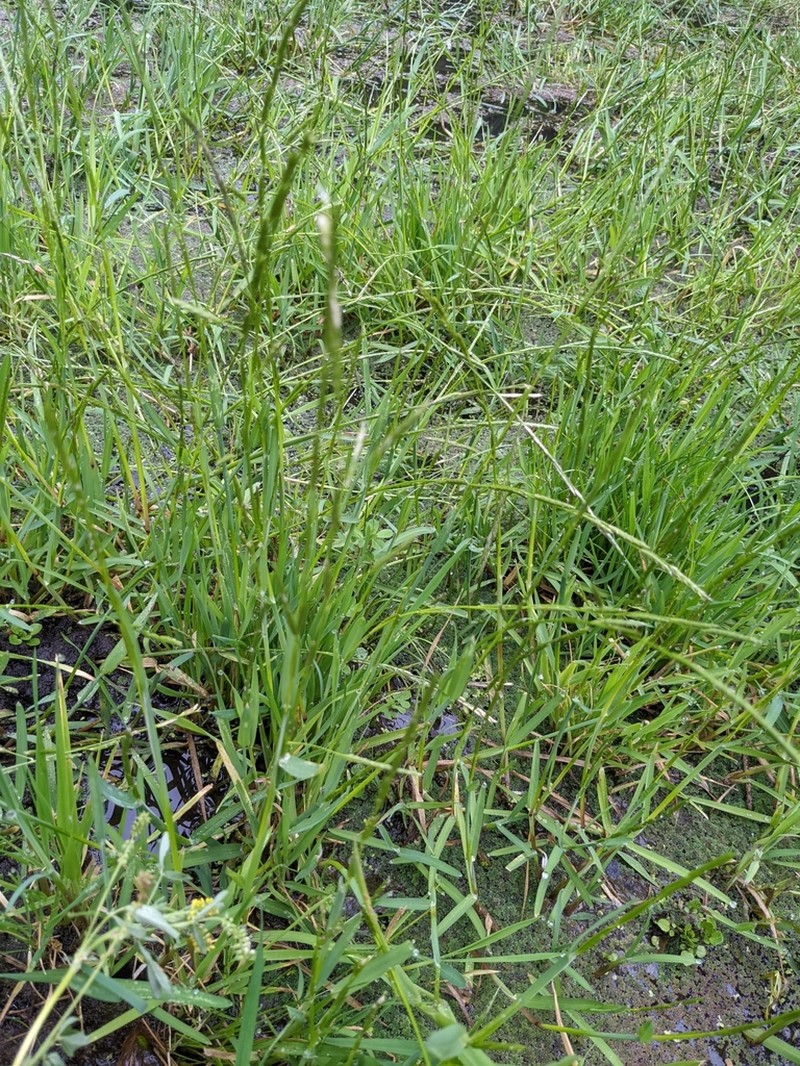 Northwestern Mannagrass photo 3