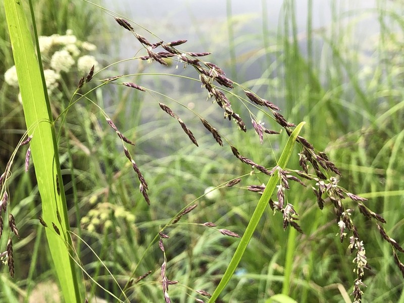 Mackenzie Valley Mannagrass photo 3