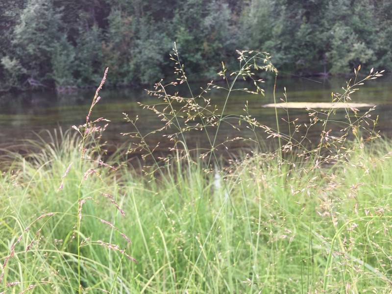 Mackenzie Valley Mannagrass photo 4