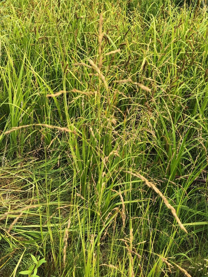 Mackenzie Valley Mannagrass photo 6