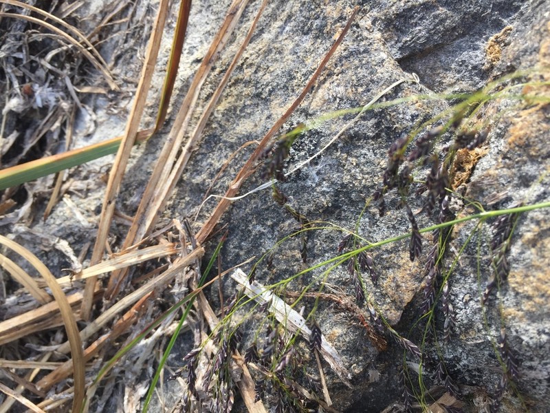 Mackenzie Valley Mannagrass photo 7