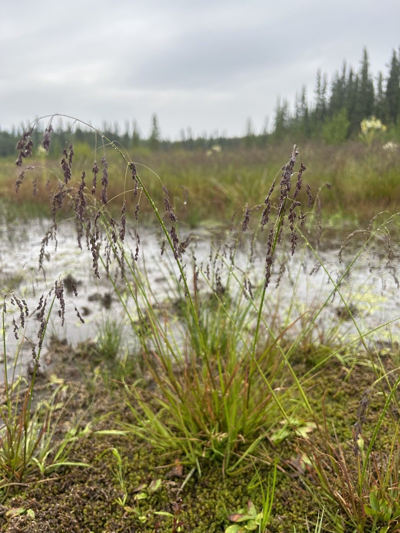 Mackenzie Valley Mannagrass photo 8