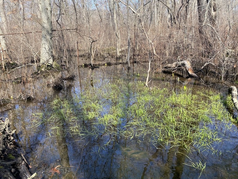 Floating Mannagrass photo 4