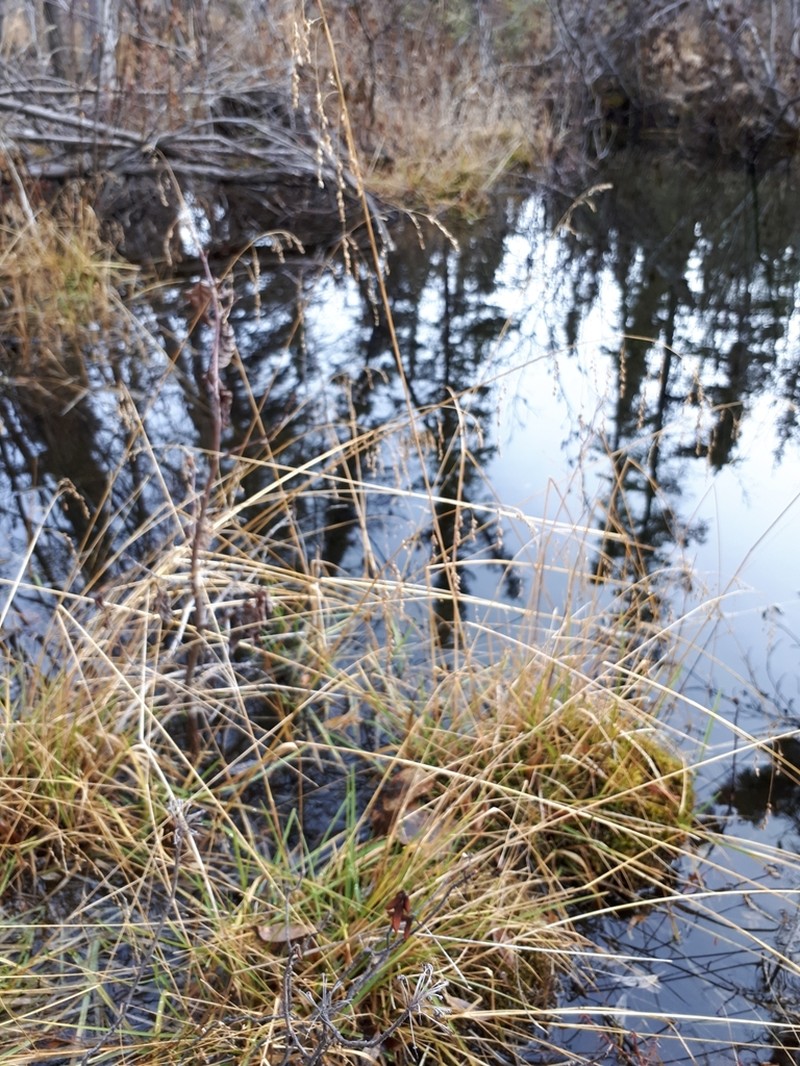 Fowl Mannagrass photo 5