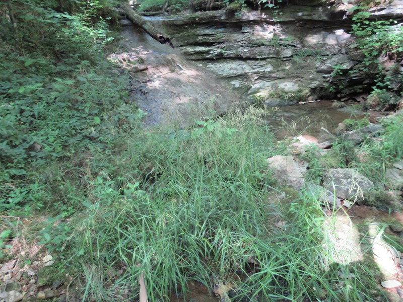 Fowl Mannagrass photo 6