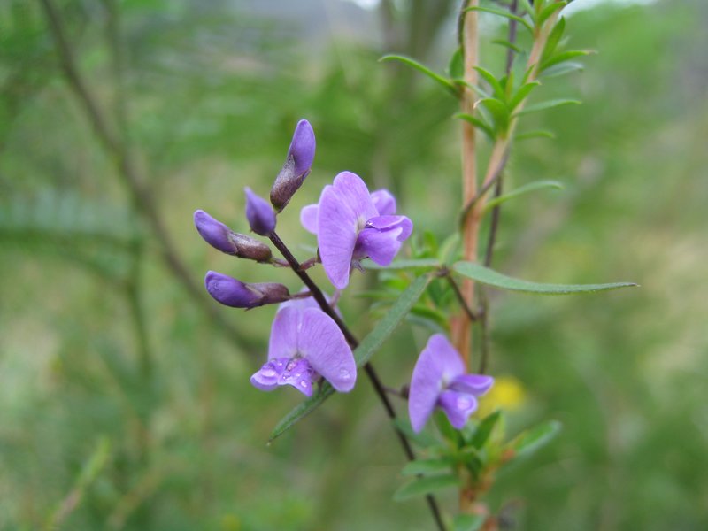 Glycine clandestina