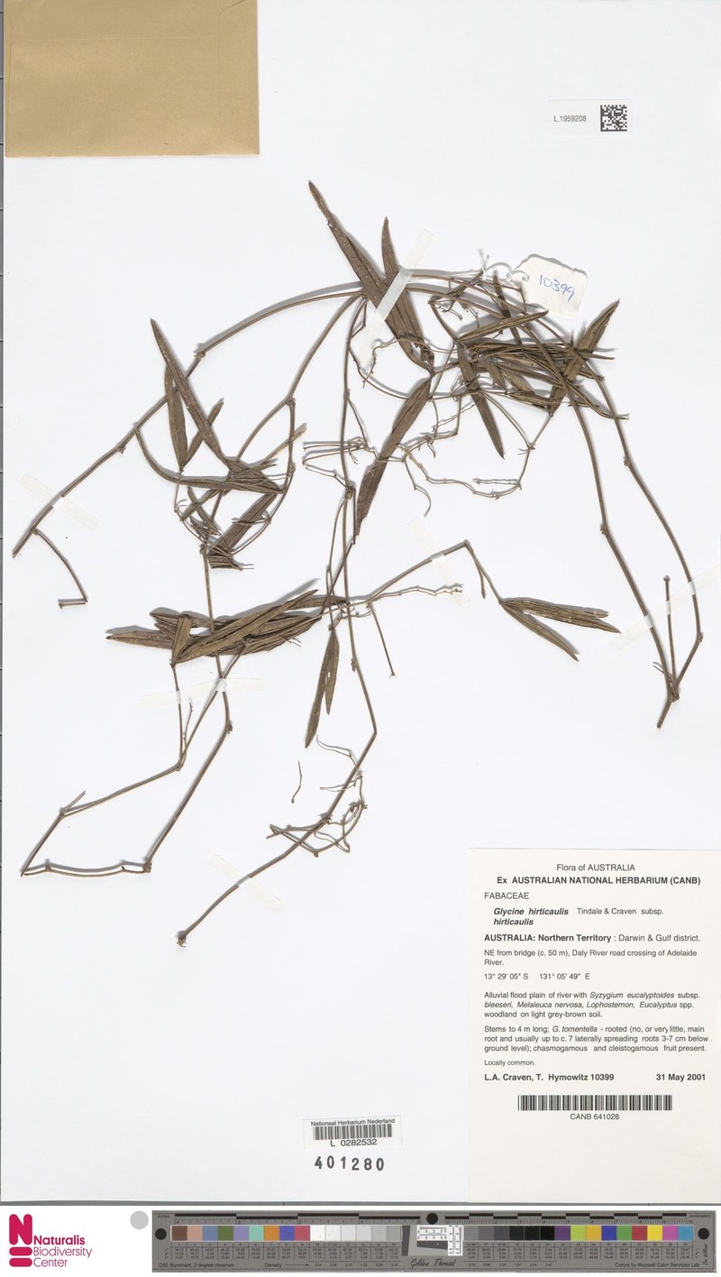 Glycine hirticaulis subsp. hirticaulis