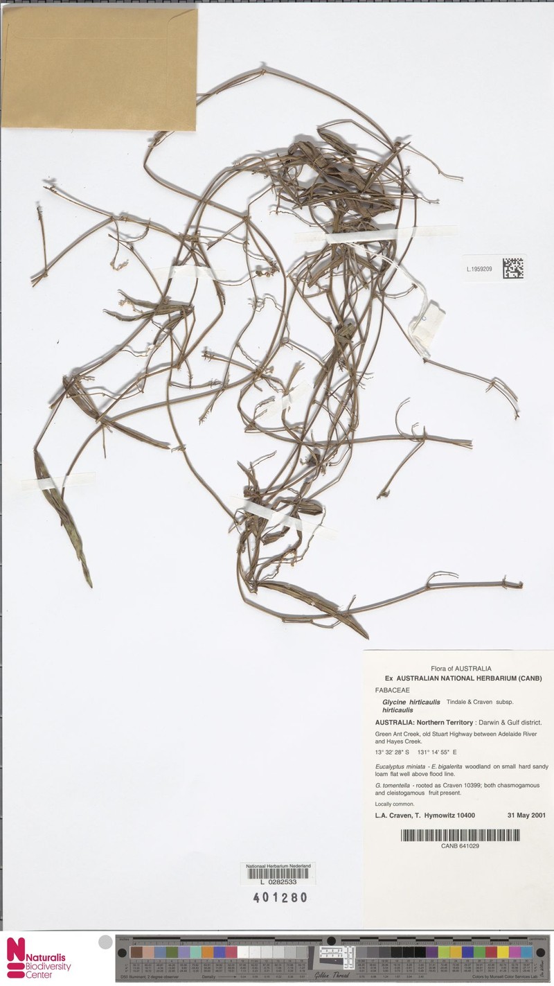 Glycine hirticaulis subsp. hirticaulis photo 2