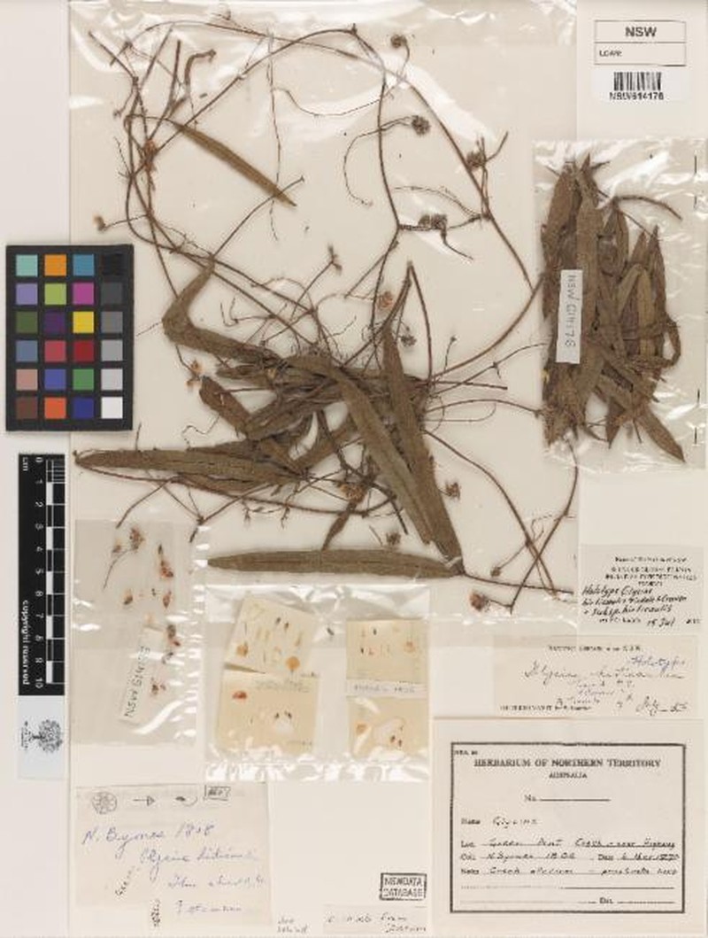 Glycine hirticaulis subsp. hirticaulis photo 3