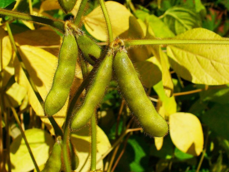 Soybean photo 3