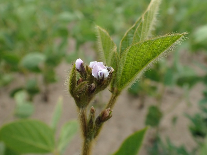 Soybean photo 2