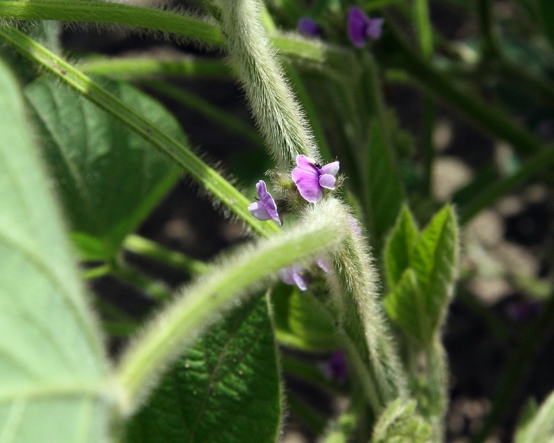 Soybean photo 4