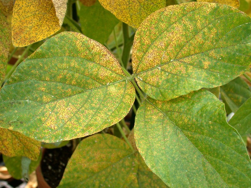 Soybean photo 5
