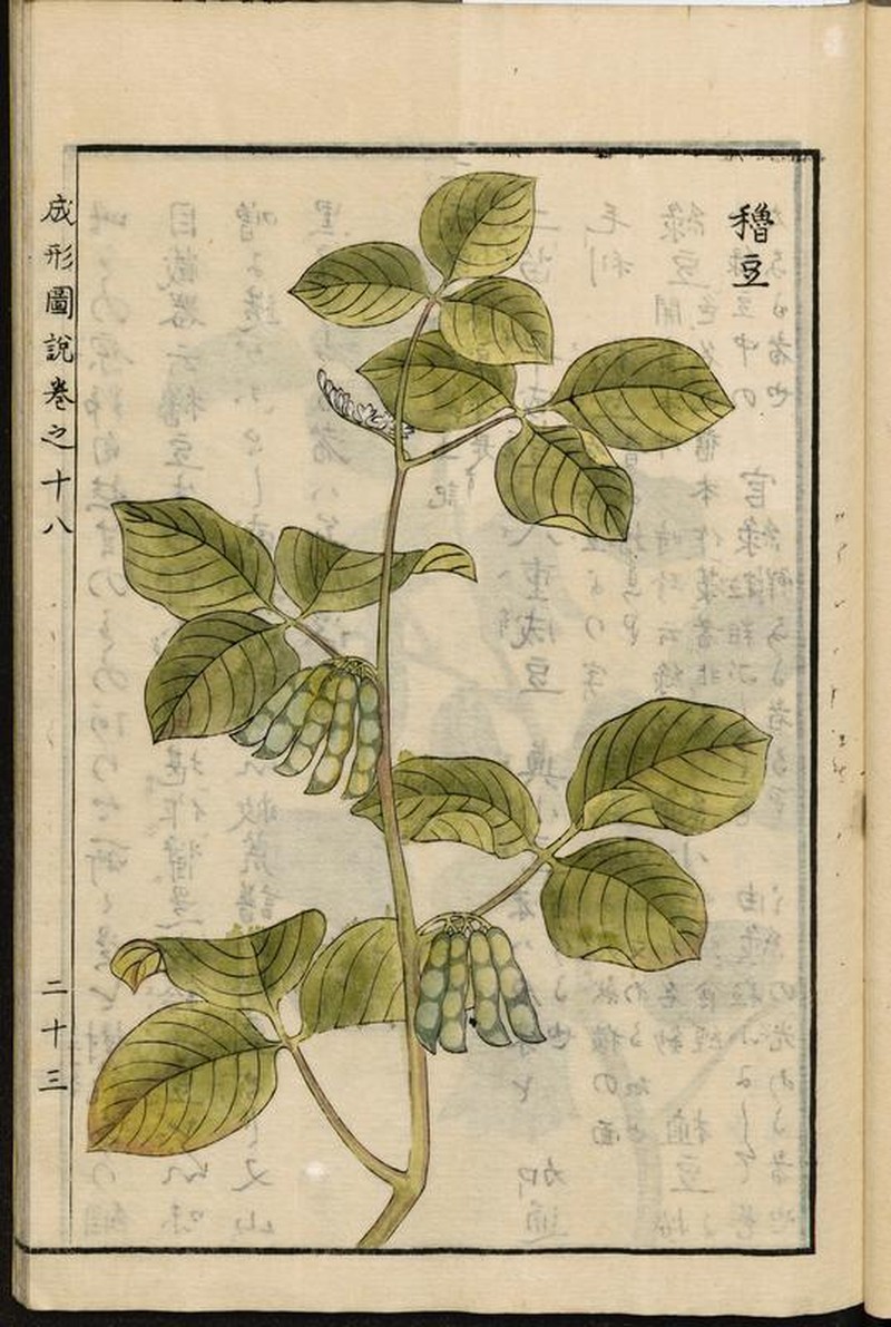 Soybean photo 6